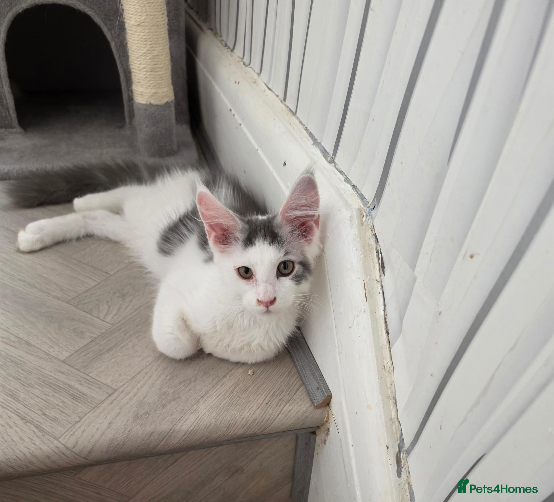 Maine Coon cats TICA REGISTERED STUNNING KITTENS  - Advert 8