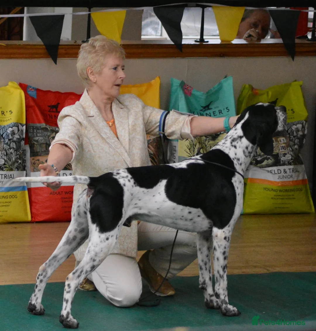 Pointer dogs for sale: Beautiful Pointer puppies  - Advert 8