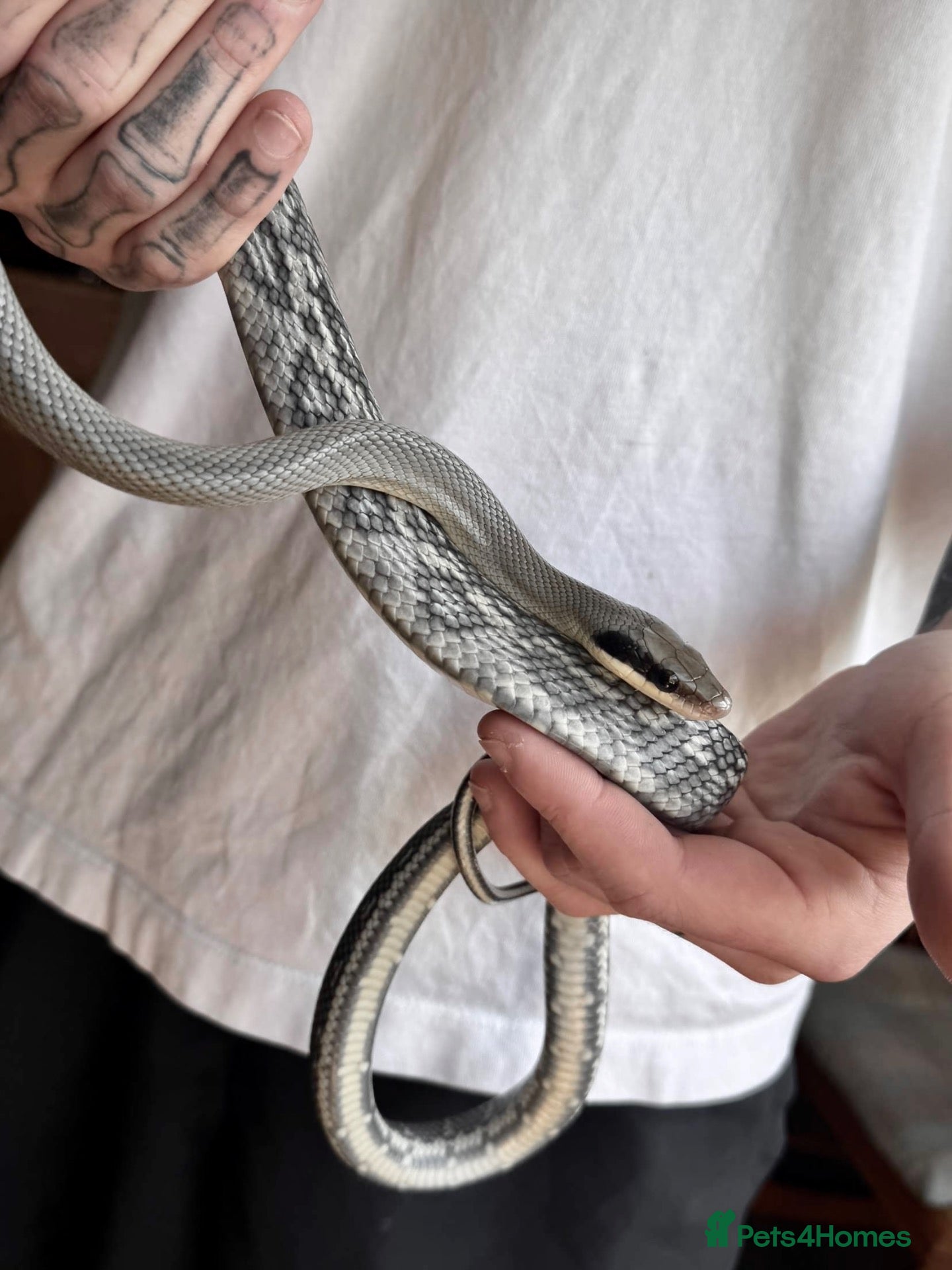 Rat Snake reptiles for sale: unsexed vietnamese blue beauty rat snake CB25 - Advert 4