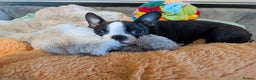 Boston Terrier dogs for sale: SOLD** - Advert 23