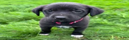 Mixed Breed dogs for sale: HUNTADOR PUPPIES READY FOR THEIR NEW HOMES!  - Advert 6
