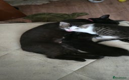 Mixed Breed cats for sale: hello. 4 beautiful kittens ready to leave  - Image 3