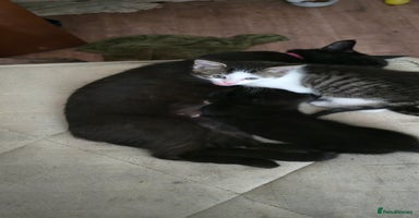 Mixed Breed cats - Advert 14