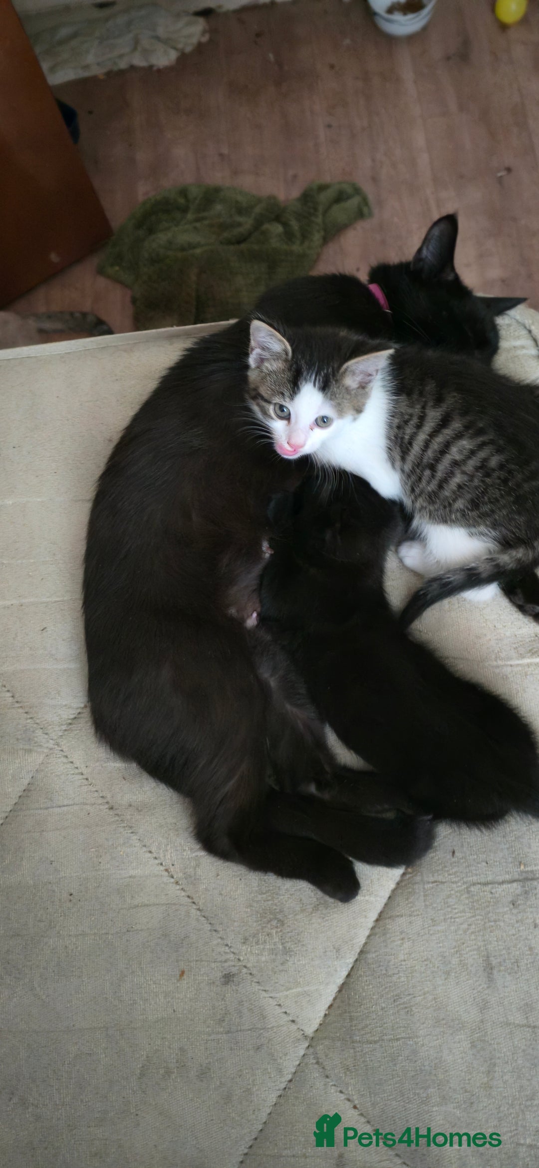 Mixed Breed cats for sale: hello. 4 beautiful kittens ready to leave  - Image 3