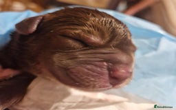Toy Poodle dogs for stud: KC registered. GENETIC & HEALTH TESTED. in Wigan - Image 32