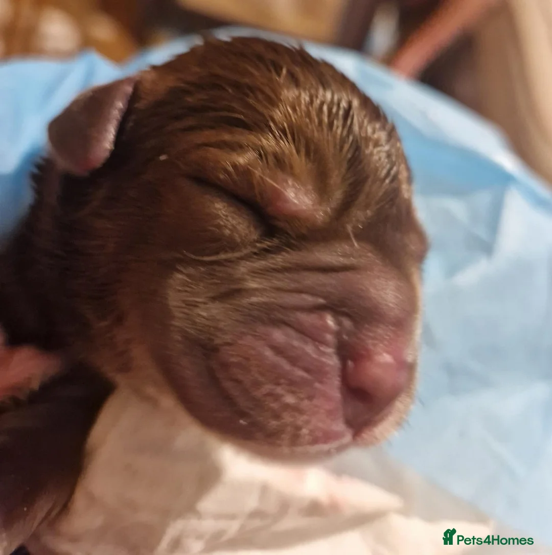 Toy Poodle dogs for stud: KC registered. GENETIC & HEALTH TESTED. in Wigan - Advert 32