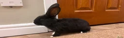 Continental Giant rabbits for sale: Continental Giant Rabbits  - Advert 5