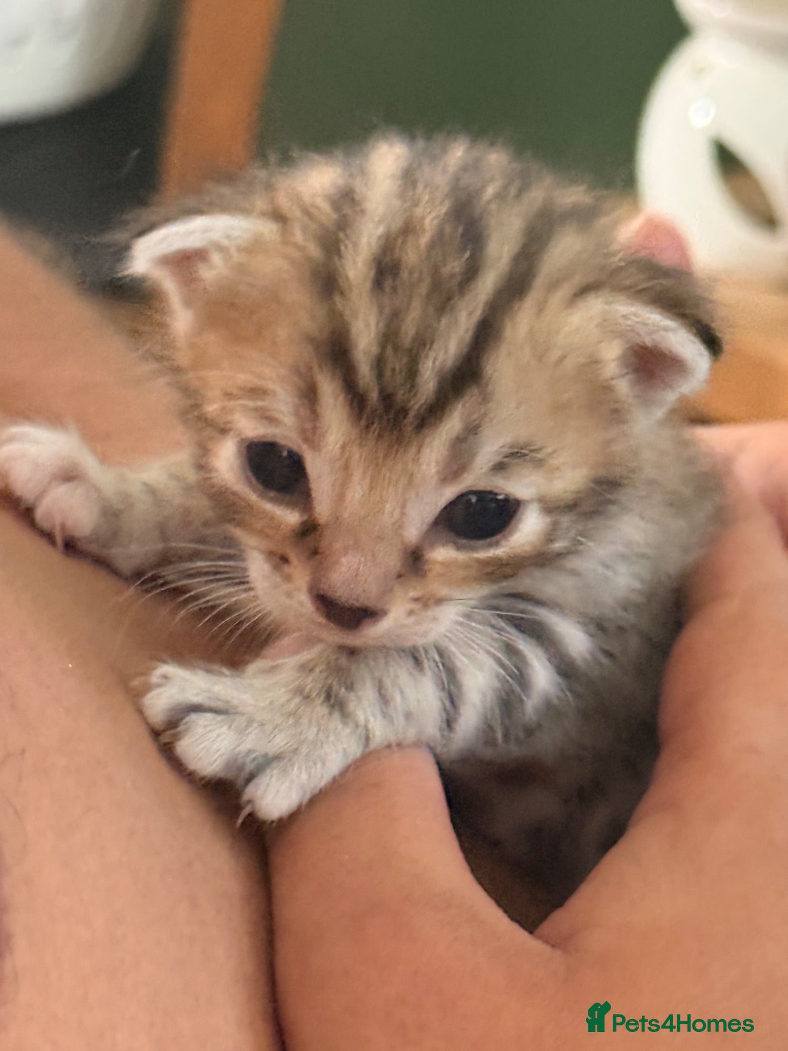 Bengal cats     Stunning Bengal Cross Kittens  - Advert 7