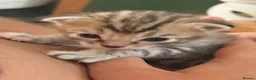 Bengal cats for sale:     Stunning Bengal Cross Kittens  - Advert 16