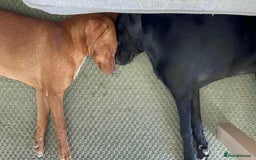 Mixed Breed dogs for adoption: Rum needs a loving home  - Image 6