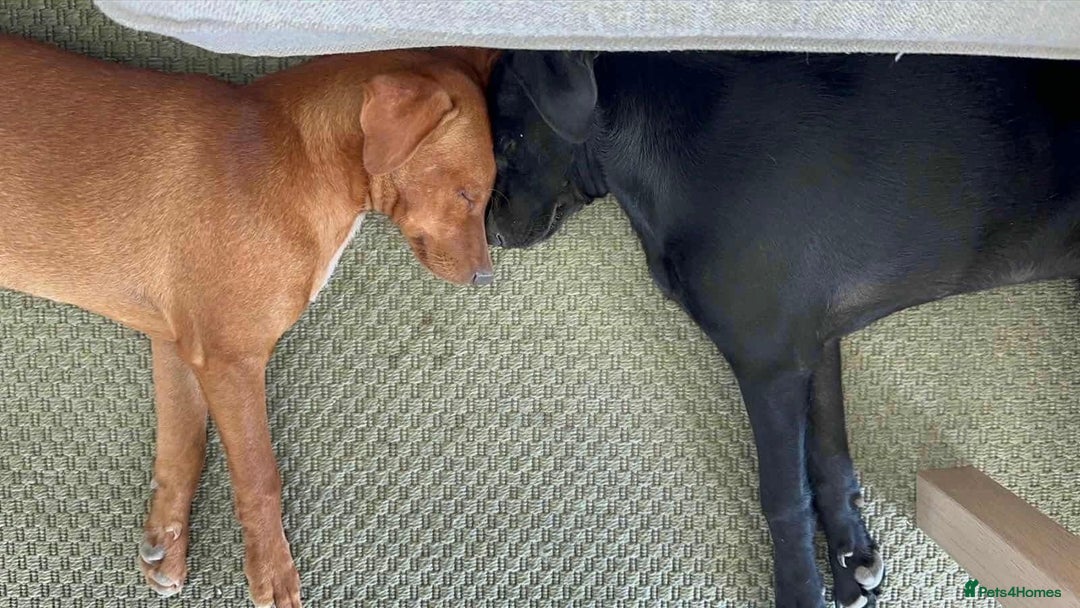 Mixed Breed dogs for adoption: Rum needs a loving home  - Image 6