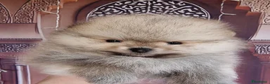 Pomeranian Puppy 2