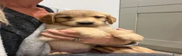 Golden Retriever dogs for sale: Beautiful KC Golden Retriever Puppies  - Advert 7