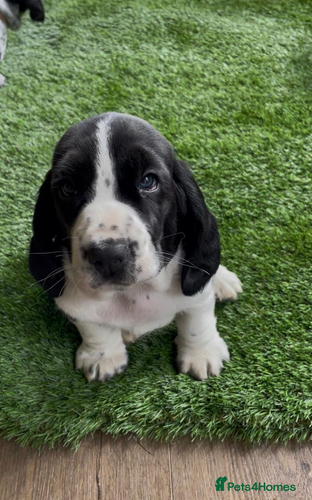 Mixed Breed dogs Hush puppies! Basset x cocker - Advert 1