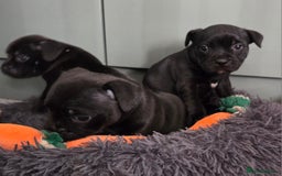 Staffordshire Bull Terrier dogs for sale: Kc registered Staffords  - Image 9