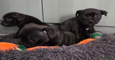Staffordshire Bull Terrier dogs - Advert 3