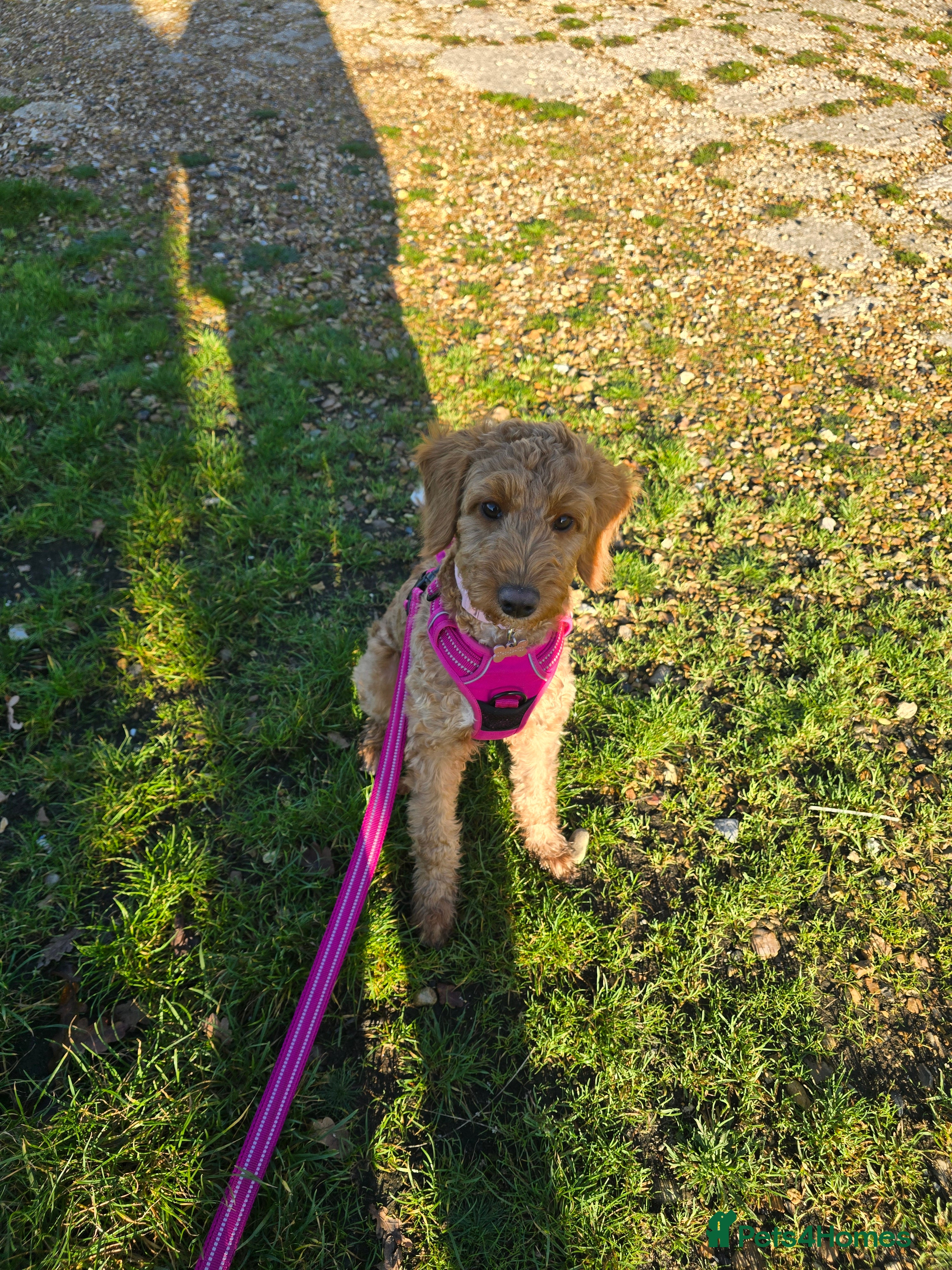 Cockapoo dogs 9 month old beautiful female cockapoo  - Advert 1