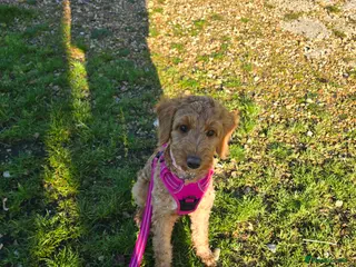 Cockapoo dogs 9 month old beautiful female cockapoo - Advert 1