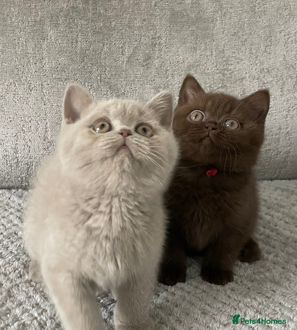British Shorthair cats for sale: 🔥💗 GCCF CHOCOLATE AND FAWN FEMALE KITTENS  - Advert 1