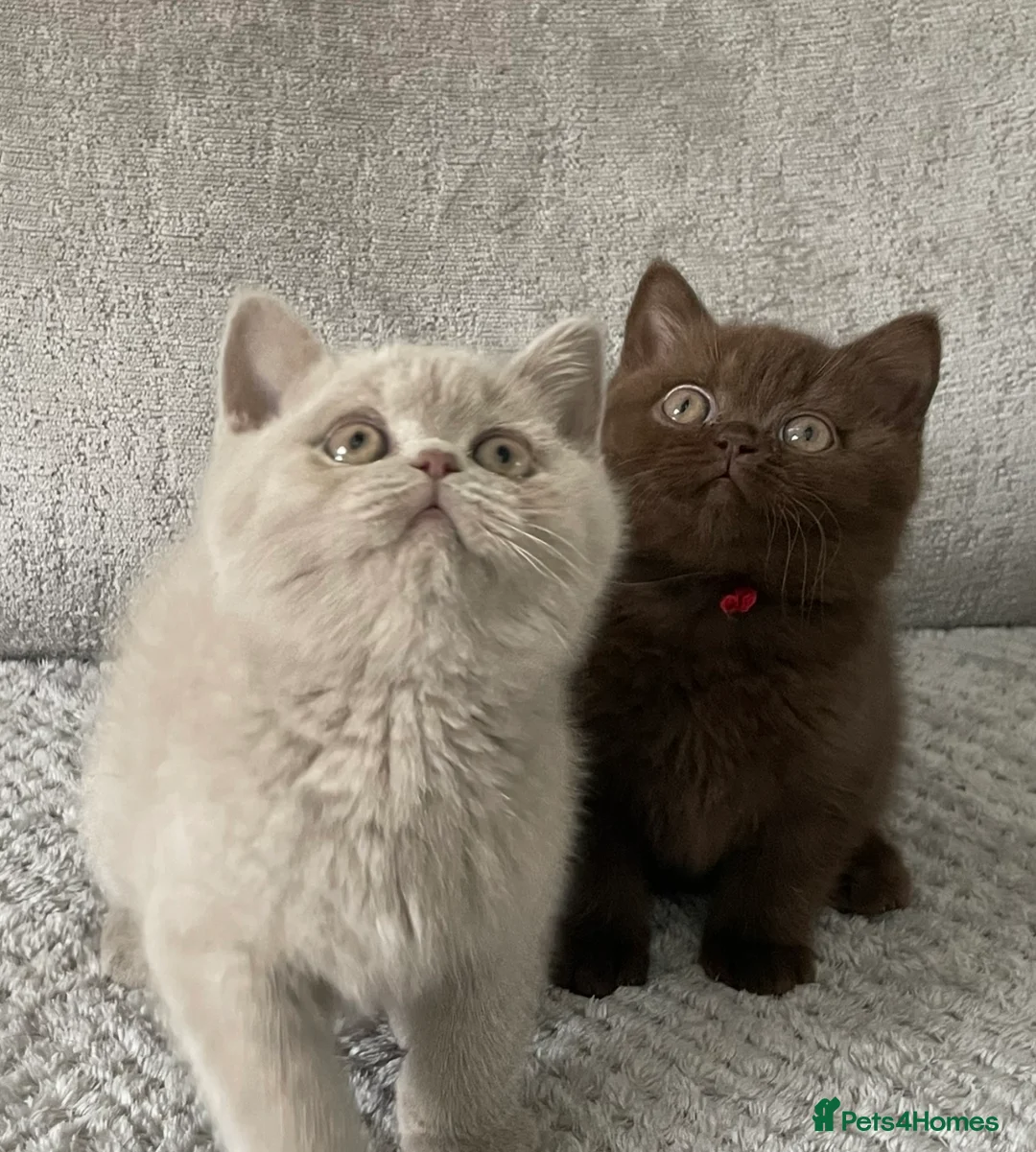 British Shorthair cats for sale: 🔥💗 GCCF CHOCOLATE AND FAWN FEMALE KITTENS  - Advert 1