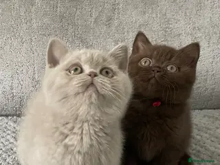 British Shorthair cats for sale: 🔥💗 GCCF CHOCOLATE AND FAWN FEMALE KITTENS - Advert 1