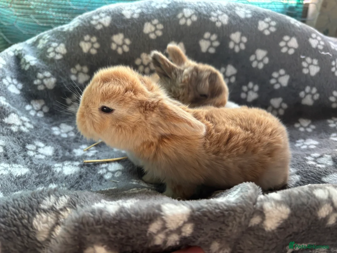 Mini Lop rabbits for sale: 3 beautiful mini lops  - Advert 1