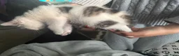 Mixed Breed cats for sale: Beautiful kittens mixed with ragdoll - Advert 9