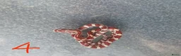 Corn Snake reptiles for sale: 7 x baby corn snakes for sale  - Advert 5