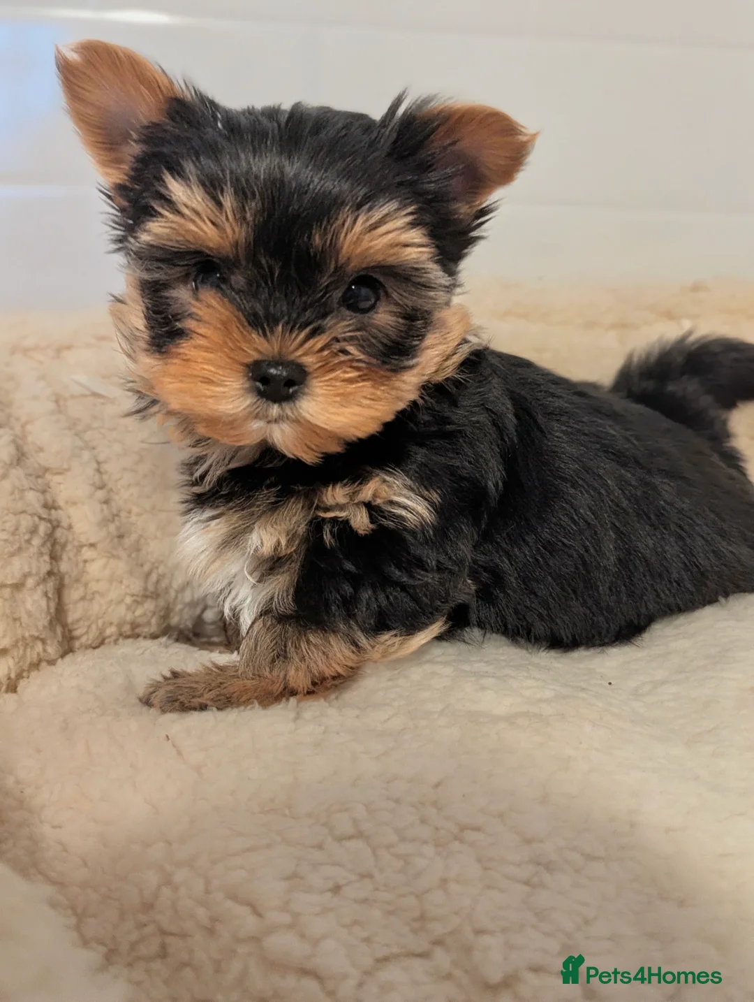 Yorkshire Terrier dogs for sale: Little bundles of joy available  - Advert 26