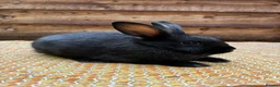 Mixed Breed rabbits for sale: Gorgeous Newzealand x Rex does  - Advert 3