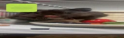 Hamster rodents for sale: hamster  - Advert 3