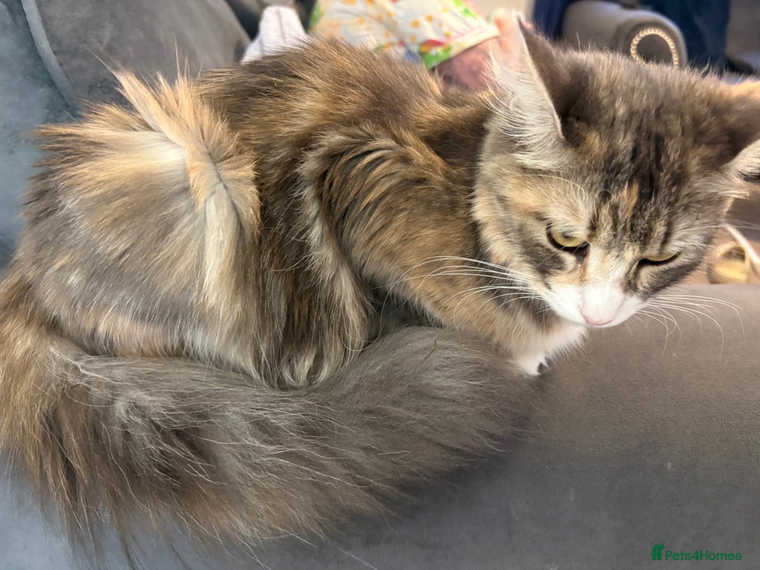 Domestic Shorthair cats for sale: 2 princes an 2 princess kittens  - Image 20