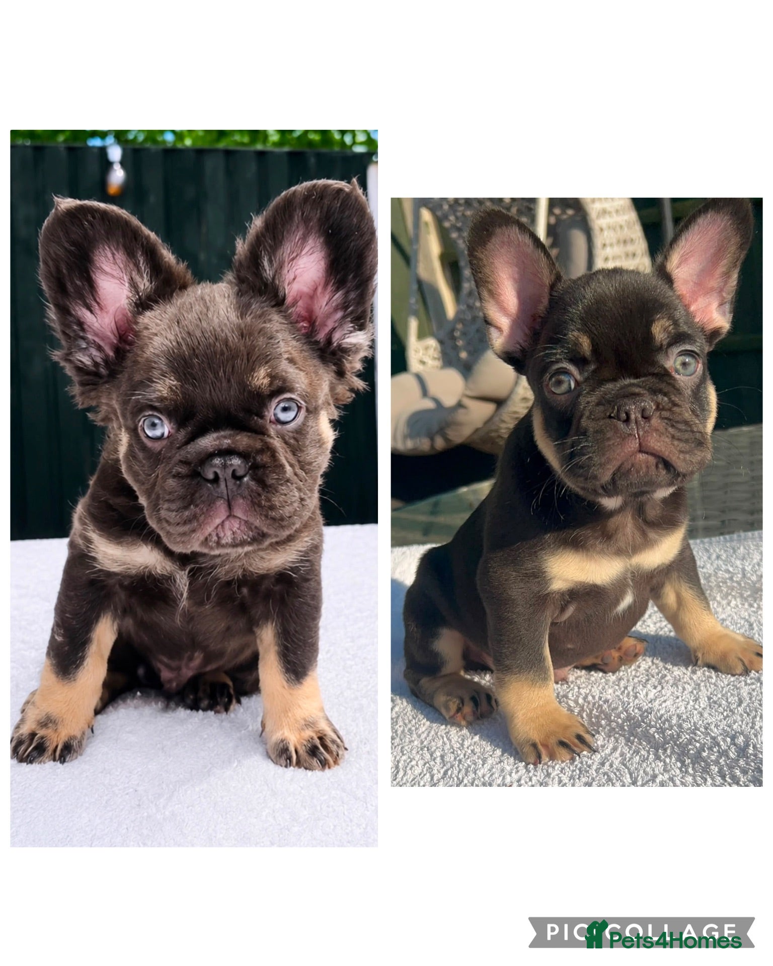 French Bulldog dogs FRENCH BULLDOGS FLUFFY & CARRIER READY TO LEAVE  - Advert 8