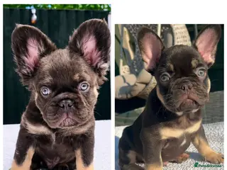 French Bulldog dogs FRENCH BULLDOGS FLUFFY & FLUFFY CARRIER - READY - Advert 14