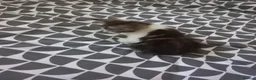 Mixed Breed cats for sale: Beautiful male kitten for sale  - Advert 20