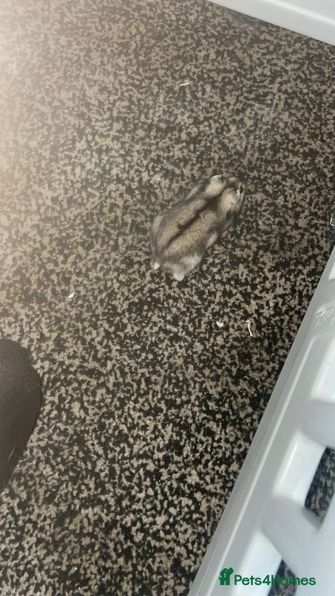 Hamster rodents for sale: Dwarf hamster  - Advert 1