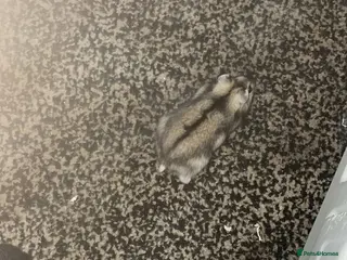 Hamster rodents Dwarf hamster - Advert 1