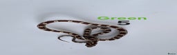 Corn Snake reptiles for sale: Baby Cornsnakes  - Advert 9