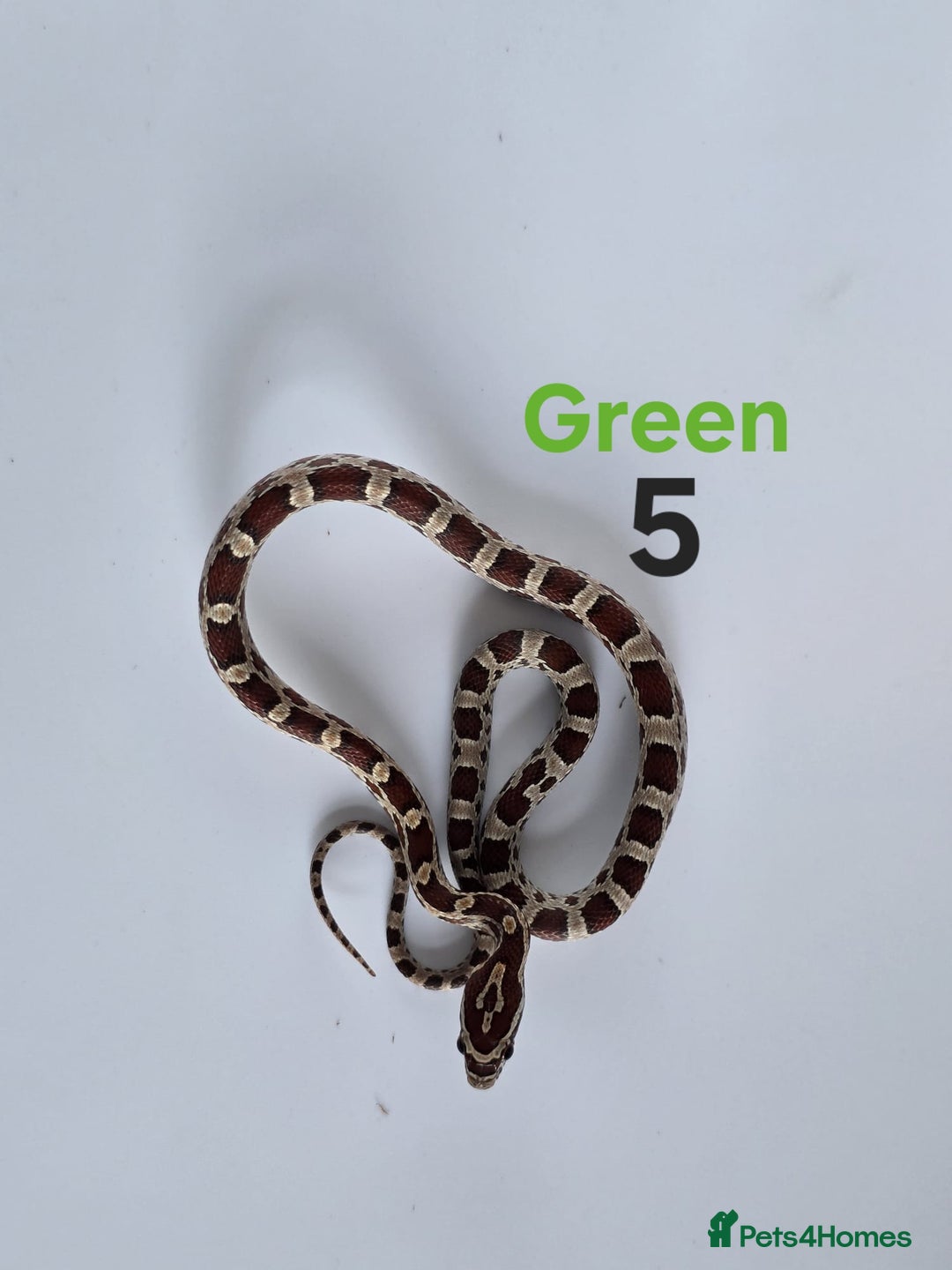 Corn Snake reptiles for sale: Baby Cornsnakes  - Advert 9