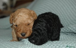 Toy Poodle dogs for sale: Toy Poodle  - Image 5