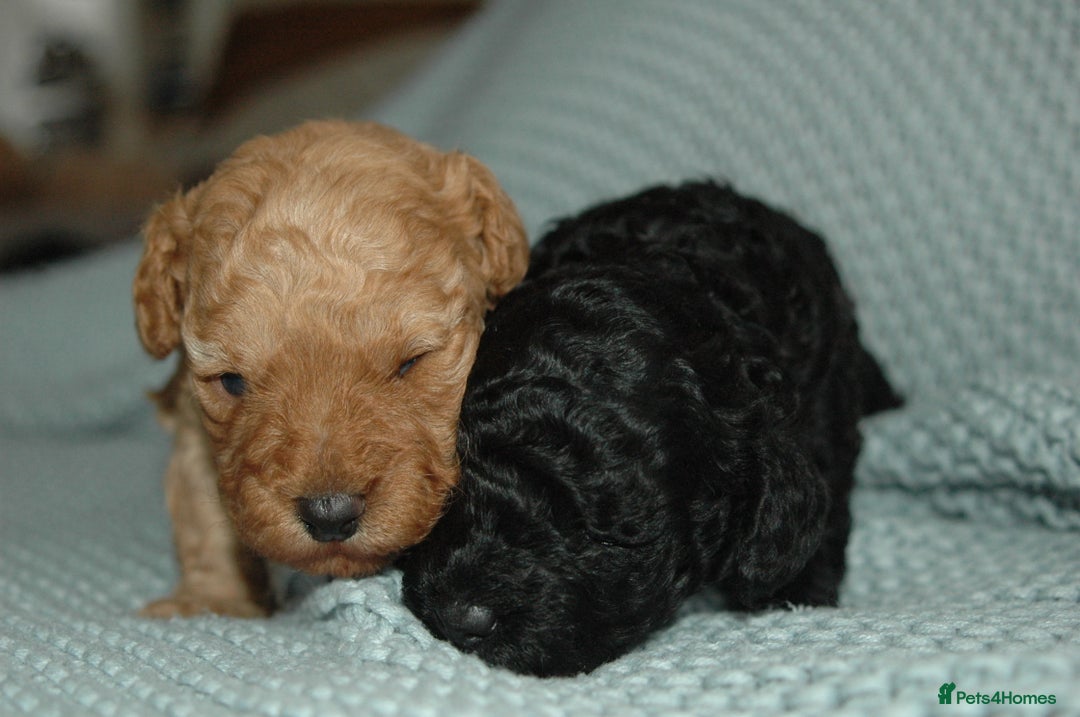 Toy Poodle dogs for sale: Toy Poodle  - Image 5