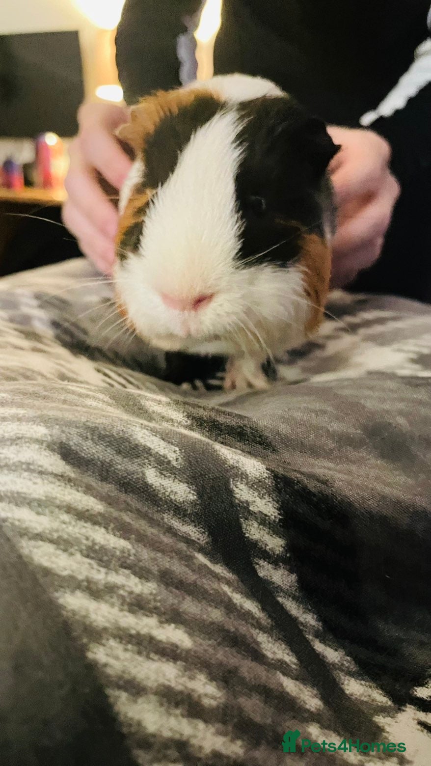 Guinea Pig rodents 2 guinea pigs, one male one female  - Advert 2