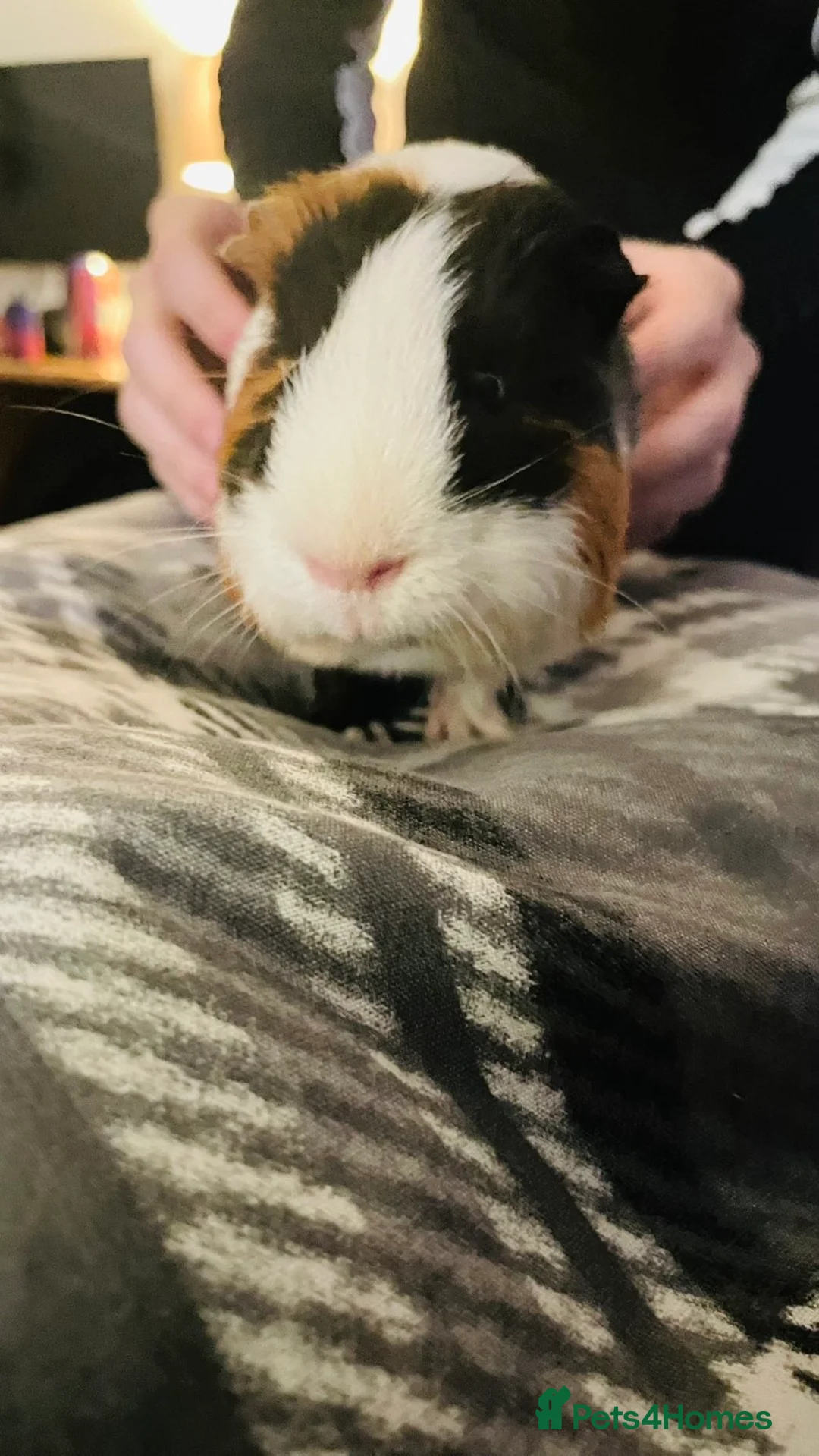 Guinea Pig rodents for sale: 2 guinea pigs, one male one female  in Nottingham - Advert 1