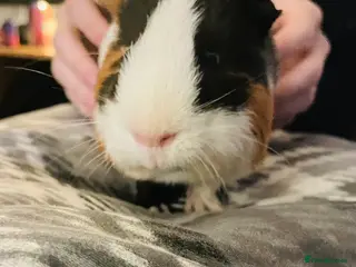 Guinea Pig rodents 2 guinea pigs, one male one female - Advert 2