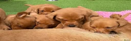 Labrador Retriever dogs for sale: Gorgeous dark Fox Red Pedigree Labs - Advert 4