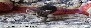 Mixed Breed Kitten 6 - 'Tiger'