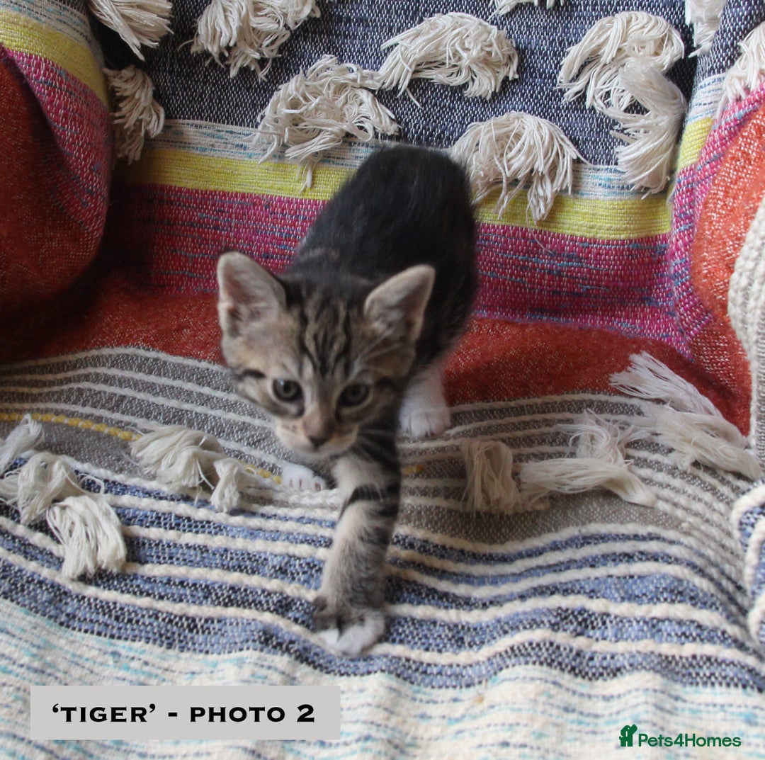 Mixed Breed cats for sale: Maine Coon Cross Kittens – Home Raised, Ready Jan - Advert 13