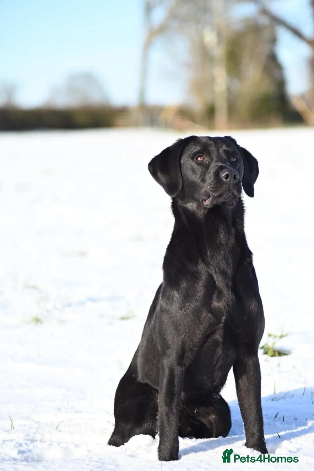 Labrador Retriever dogs for stud: Black Labrador Stud Dog Working  in Ellesmere - Advert 2