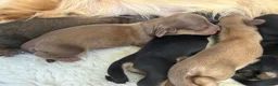 Miniature Dachshund dogs for sale: Stunning long hair  KC,PRA & BVA eye clear parents - Advert 10