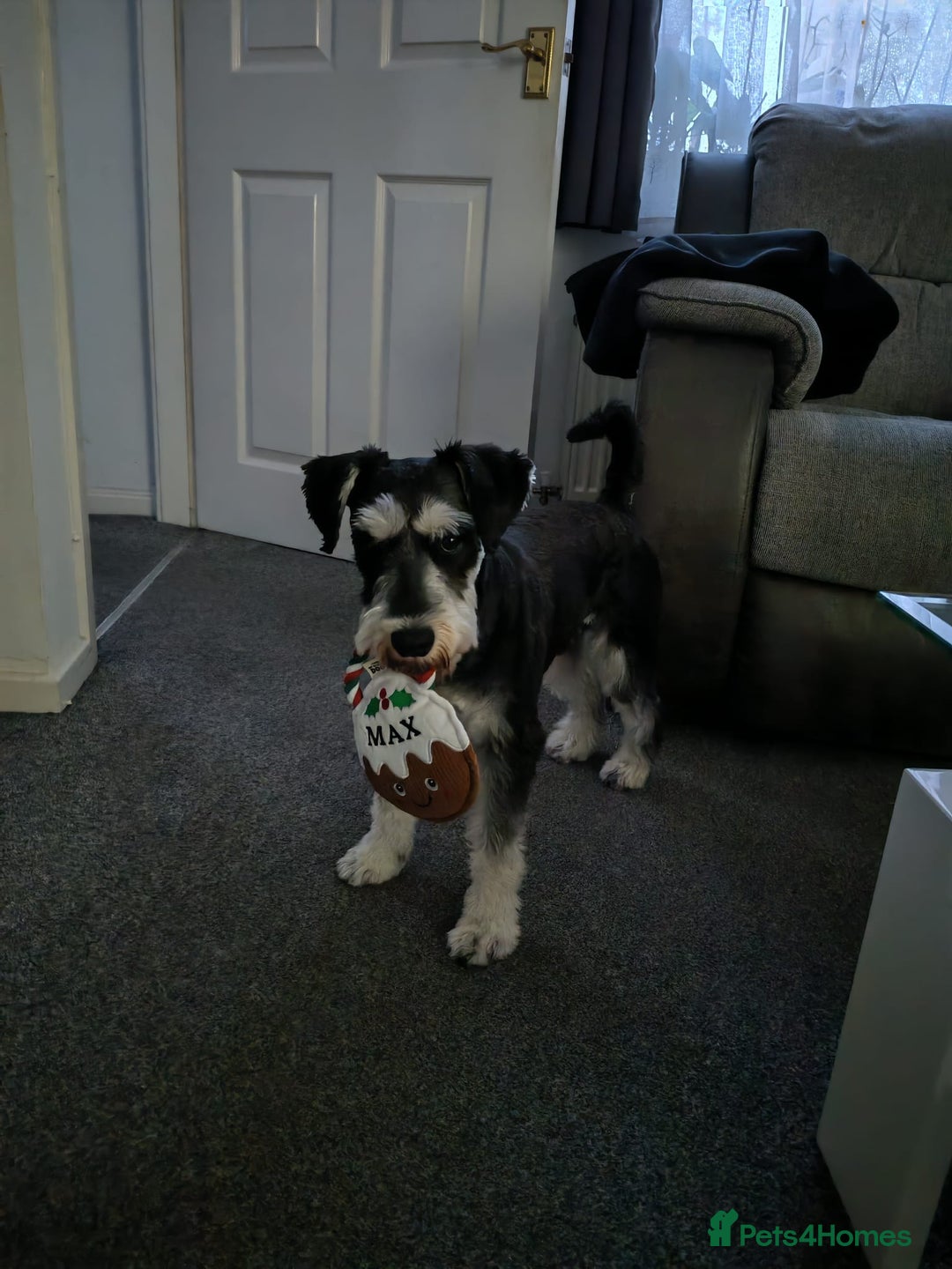Miniature Schnauzer dogs for stud: KC Registered Miniature Schnauzer Stud - Advert 2